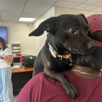 Jess -  Mixed Breed Dog for Adoption in Philadelphia, Pennsylvania - Jess | PetCurious