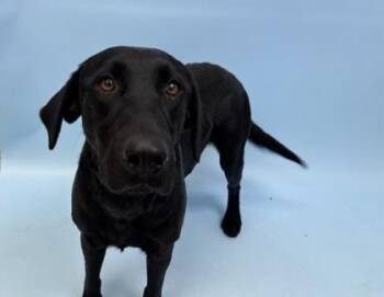 Morticia -  Mixed Breed Dog for Adoption in Woodbury, Minnesota - Morticia | PetCurious