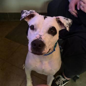 Kane -  Mixed Breed Dog for Adoption in Chattanooga, Tennessee - Kane | PetCurious