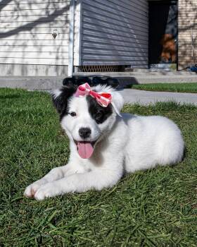 Border Collie and Labrador Retriever Dogs Available for Adoption in Salt Lake City, Utah - Mavery | PetCurious