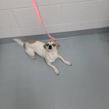 Chihuahua Dogs Available for Adoption in St. Cloud, Florida - SAILOR | PetCurious