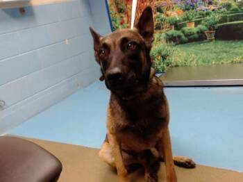 A552089 -  Belgian Shepherd Malinois and Mixed Breed Dog for Adoption in Moreno Valley, California - A552089 | PetCurious