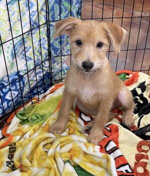 Bob Kat -  Terrier and Poodle Dog for Adoption in Chandler, Arizona - Bob Kat | PetCurious