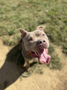 Chubbs -  Mixed Breed Dog for Adoption in Fallston, Maryland - Chubbs | PetCurious