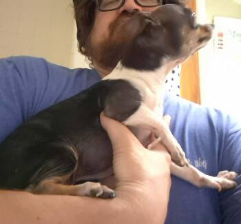 FOSTER ME - Boomer -  Chihuahua Dog for Adoption in Grafton, Wisconsin - FOSTER ME - Boomer | PetCurious