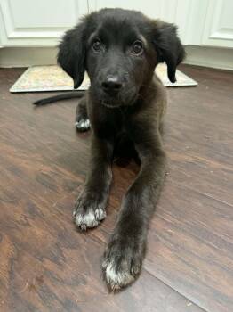 Golden Retriever and Standard Poodle Dogs Available for Adoption in Grand Bay, Alabama - Bingo | PetCurious