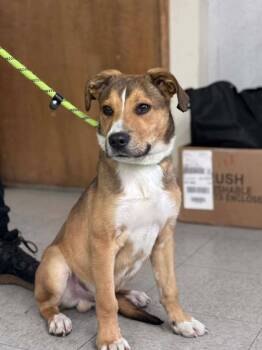 Rescue Mixed Breed Dogs for Adoption in Hobart, Indiana - McGriddle | PetCurious