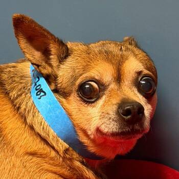 Chihuahua Dogs Available for Adoption in Yuma, Arizona - Darwin | PetCurious