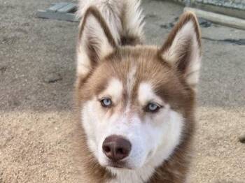 Kimber -  Mixed Breed Dog for Adoption in Georgetown, Texas - Kimber | PetCurious