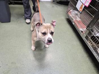 Milo Bear -  Mixed Breed Dog for Adoption in New York, New York - Milo Bear | PetCurious