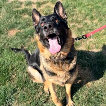 Morgan -  German Shepherd Dog Dog for Adoption in Champaign, Illinois - Morgan | PetCurious