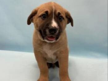 Brody -  Fox Terrier and Mixed Breed Dog for Adoption in Woodbury, Minnesota - Brody | PetCurious