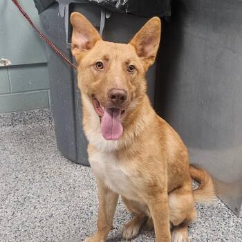Shepherd and Mixed Breed Dogs Available for Adoption in Greenville, South Carolina - Gerbil | PetCurious