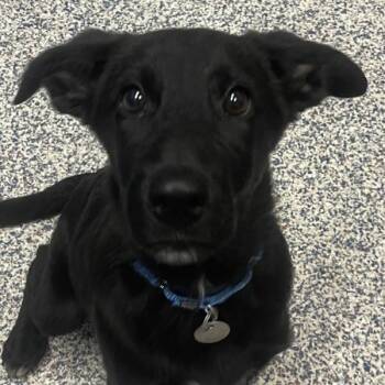 Isla -  Border Collie Dog for Adoption in Golden, Colorado - Isla | PetCurious