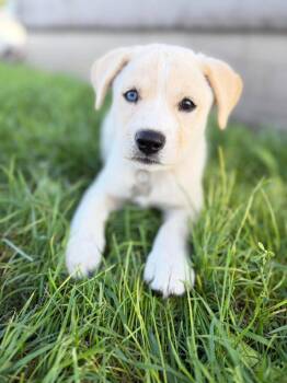 Dolly Pawton -  Mixed Breed Dog for Adoption in Grand Forks, North Dakota - Dolly Pawton | PetCurious