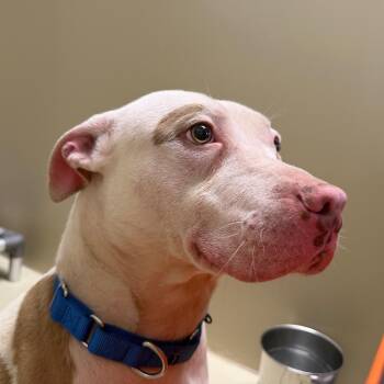 Mixed Breed Dogs Available for Adoption in Philadelphia, Pennsylvania - Juniper | PetCurious