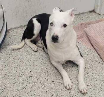 Thunder -  Mixed Breed Dog for Adoption in Kansas City, Missouri - Thunder | PetCurious