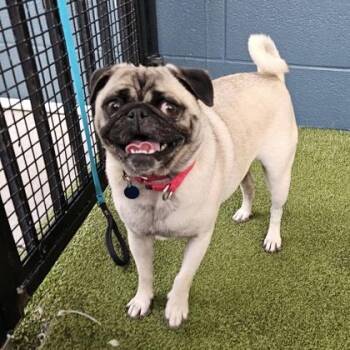 Agnes -  Pug and Mixed Breed Dog for Adoption in Merriam, Kansas - Agnes | PetCurious