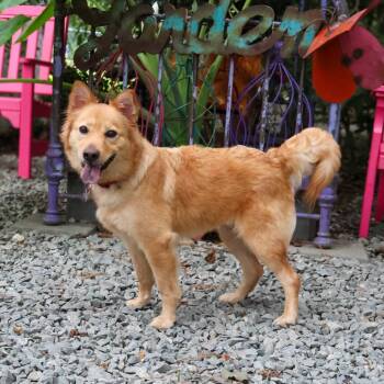 Rescue Retriever Dogs for Adoption in Wake Forest, North Carolina - Maggie | PetCurious
