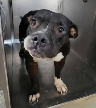 American Staffordshire Terrier and Pit Bull Terrier Dogs Available for Adoption in Rowlett, Texas - BELLA | PetCurious