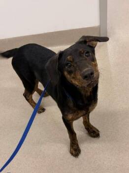 JOOB JOOB -  Plott Hound and Mixed Breed Dog for Adoption in Baytown, Texas - JOOB JOOB | PetCurious