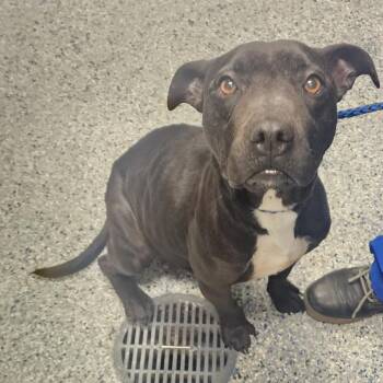 American Staffordshire Terrier Dogs Available for Adoption - Black Beauty | PetCurious