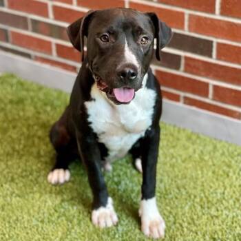 SKEET -  Pit Bull Terrier and Mixed Breed Dog for Adoption in Edmond, Oklahoma - SKEET | PetCurious