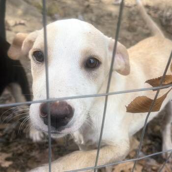 Silly -  Yellow Labrador Retriever and Mixed Breed Dog for Adoption in Little Rock, Arkansas - Silly | PetCurious