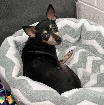 Rescue Chihuahua and Mixed Breed Dogs for Adoption in Chester, Maryland - Coco | PetCurious