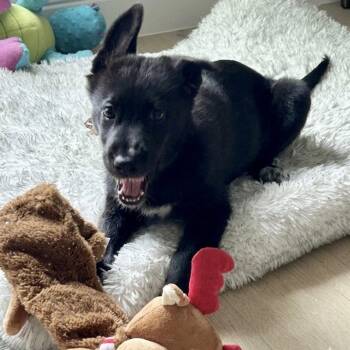 German Shepherd Dog and Terrier Dogs Available for Adoption in Bloomfield, Connecticut - Fae | PetCurious