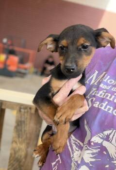 Cole -  Doberman Pinscher Dog for Adoption in Bull Valley, Illinois - Cole | PetCurious