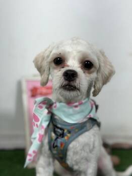 Frankie-One of our Amazing Rescue Dogs -  Maltese and Shih Tzu Dog for Adoption in Carlsbad, California - Frankie-One Of Our Amazing Rescue Dogs | PetCurious