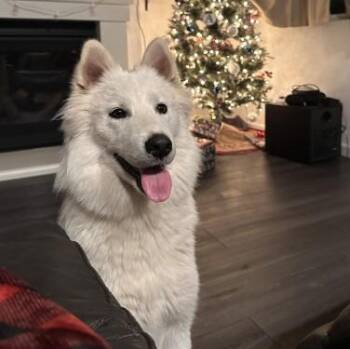 Lily -  Samoyed Dog for Adoption in San Rafael, California - Lily | PetCurious