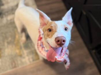 Barry White Kissy Boy -  Pit Bull Terrier and Labrador Retriever Dog for Adoption in Friendswood, Texas - Barry White Kissy Boy | PetCurious
