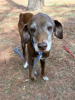 Old Man Clyde -  Labrador Retriever Dog for Adoption in Little Rock, Arkansas - Old Man Clyde | PetCurious