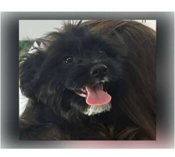 Terrier Dogs Available for Adoption in Newport, Kentucky - Hannah | PetCurious