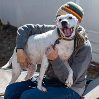 Mixed Breed Dogs Available for Adoption in Chamblee, Georgia - LouLou - IN FOSTER | PetCurious