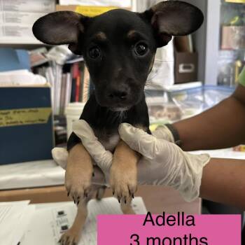Adella -  Miniature Pinscher and Chihuahua Dog for Adoption in Tampa, Florida - Adella | PetCurious
