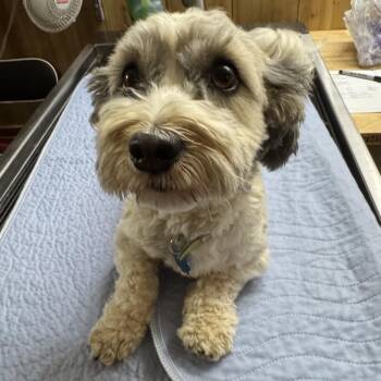 Havanese Dogs Available for Adoption in Pittsburg, Kansas - Chip | PetCurious