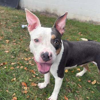 Pickles -  Pit Bull Terrier and Mixed Breed Dog for Adoption in Detroit, Michigan - Pickles | PetCurious