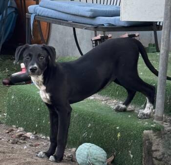 Rescue Labrador Retriever and Catahoula Leopard Dog Dogs for Adoption in Lantana, Florida - Fitz | PetCurious