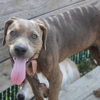 Pit Bull Terrier Dogs Available for Adoption - Bubba Gump | PetCurious