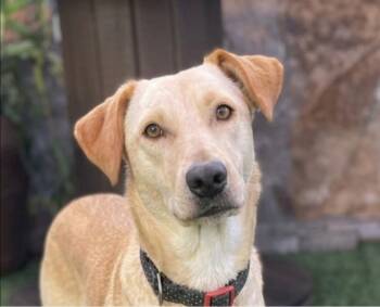 Golden Retriever Dogs Available for Adoption in Escondido, California - Soony | PetCurious