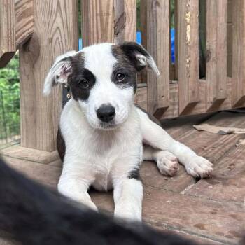 Australian Shepherd Dogs Available for Adoption - Fancy  | PetCurious