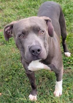 FRISBEE -  Pit Bull Terrier Dog for Adoption in Akron, Ohio - FRISBEE | PetCurious