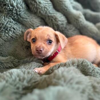 Sunny -  Chihuahua and Mixed Breed Dog for Adoption in Sacramento, California - Sunny | PetCurious