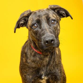 Rescue Mixed Breed Dogs for Adoption in Franklin, Tennessee - Nikki | PetCurious