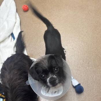 Mushu -  Shih Tzu and Mixed Breed Dog for Adoption in Corpus Christi, Texas - Mushu | PetCurious