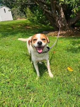 Stitch -  Terrier Dog for Adoption in Candler, North Carolina - Stitch | PetCurious