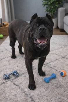 Cane Corso Dogs Available for Adoption in Charlotte, North Carolina - DELILAH | PetCurious